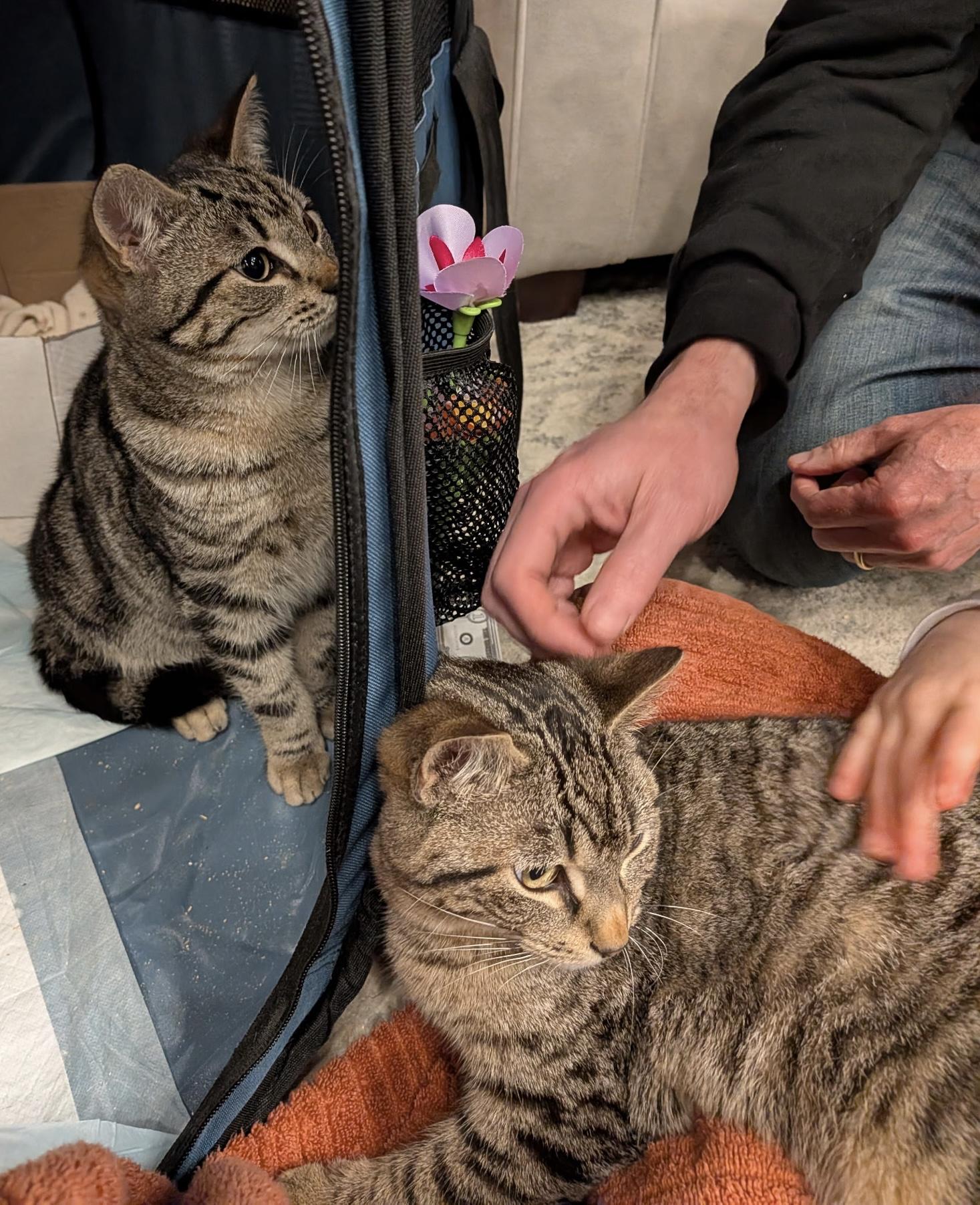 Enlarge Tang (bonded with Yoo-hoo), a ADOPTABLE Domestic Short Hair in Jersey City, NJ image 3/4