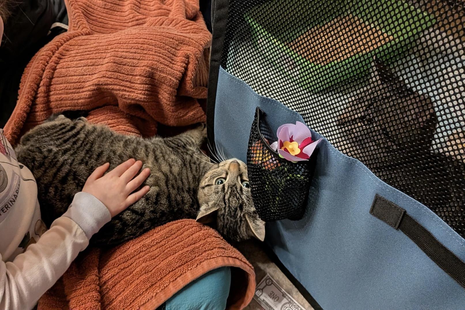 Enlarge Tang (bonded with Yoo-hoo), a ADOPTABLE Domestic Short Hair in Jersey City, NJ image 4/4