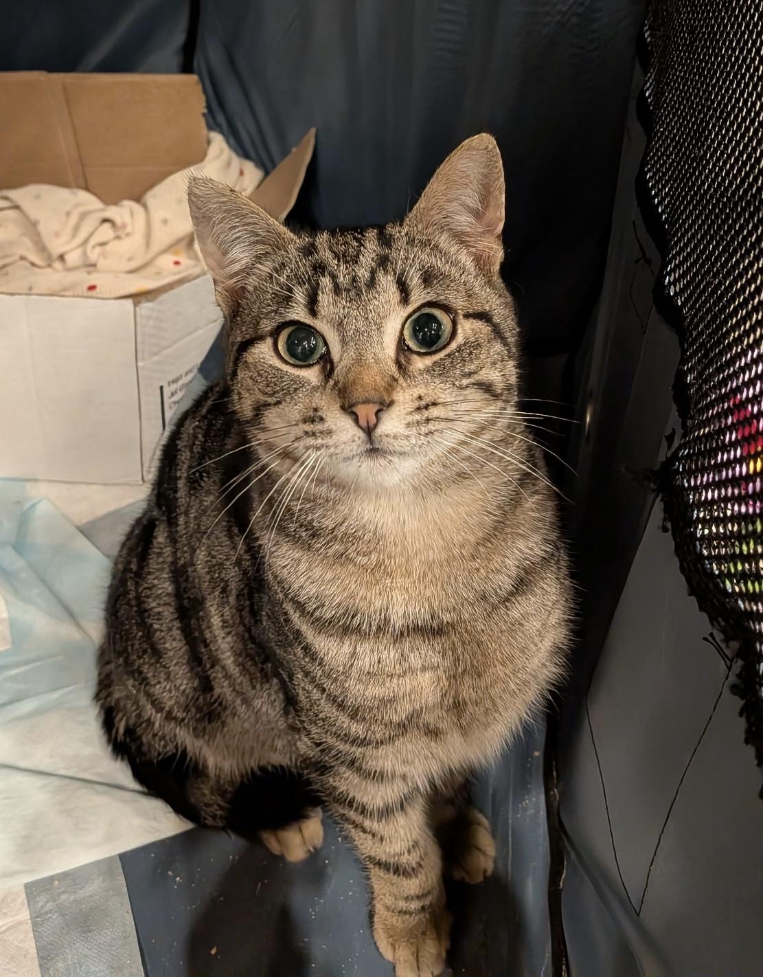 Enlarge Tang (bonded with Yoo-hoo), a ADOPTABLE Domestic Short Hair in Jersey City, NJ image 1/4