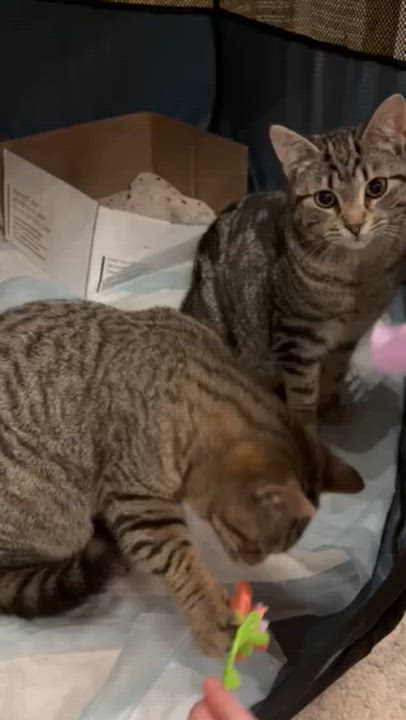 Enlarge Tang (bonded with Yoo-hoo), a ADOPTABLE Domestic Short Hair in Jersey City, NJ video 2/4