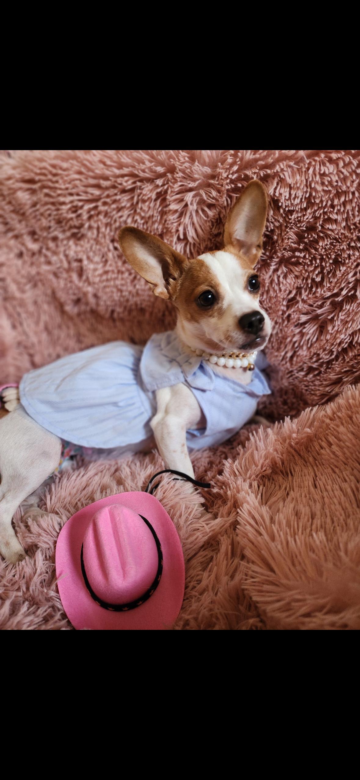 Bliss, Adoptable, Young Female Chihuahua.