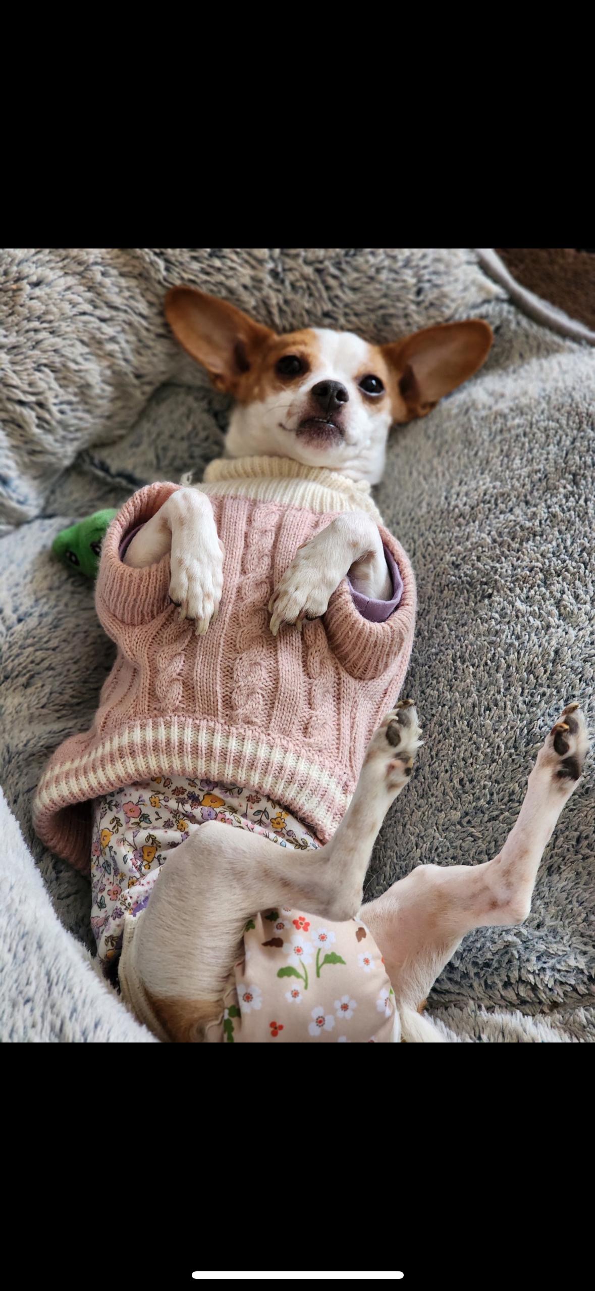 Bliss, a Adoptable mixed breed in Hayward, CA image 2/6