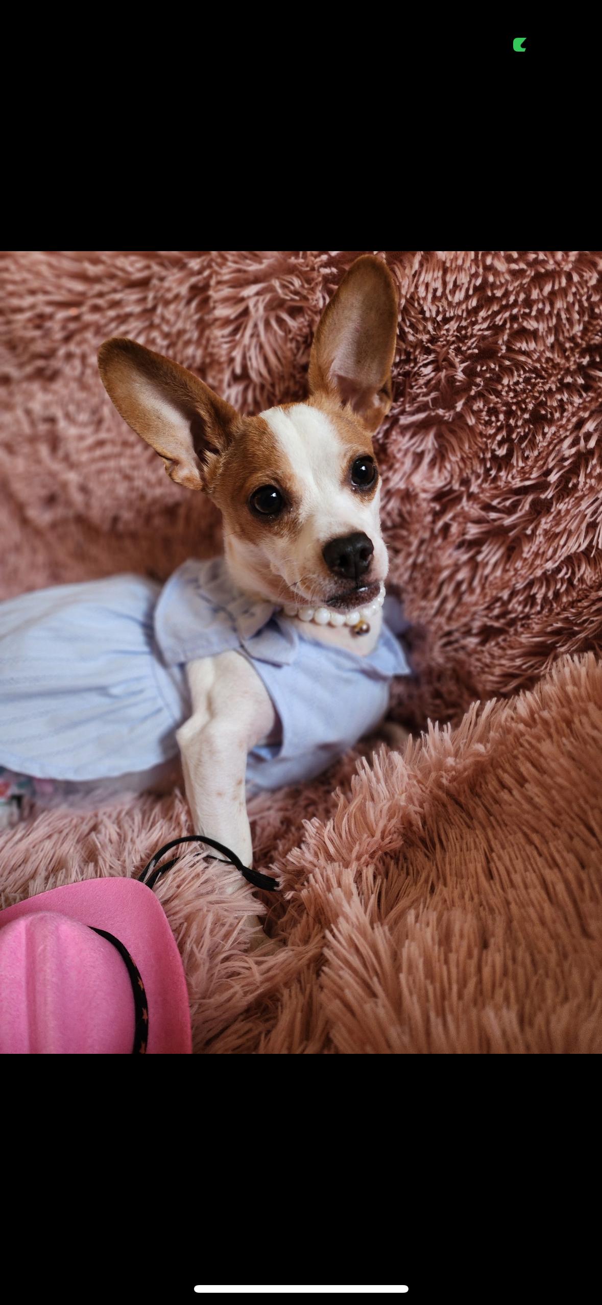 Bliss, a Adoptable mixed breed in Hayward, CA image 4/6