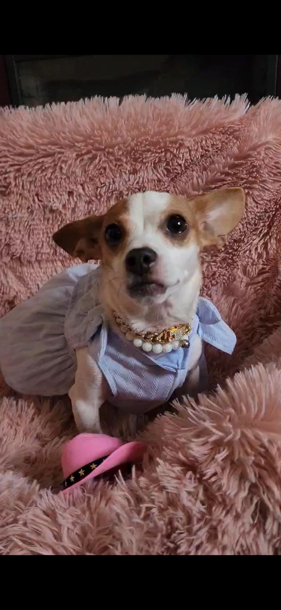 Bliss, a Adoptable mixed breed in Hayward, CA image 5/6