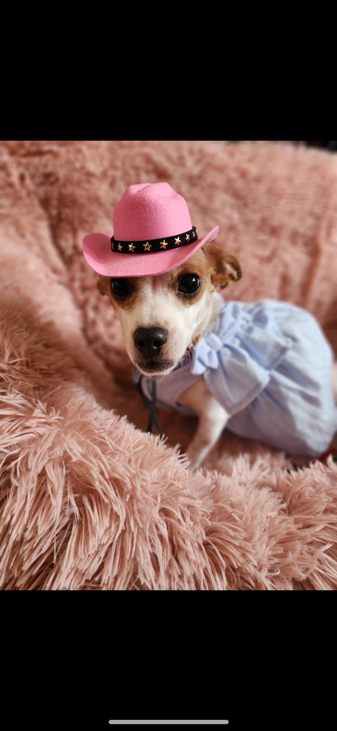 Bliss, a Adoptable mixed breed in Hayward, CA image 6/6