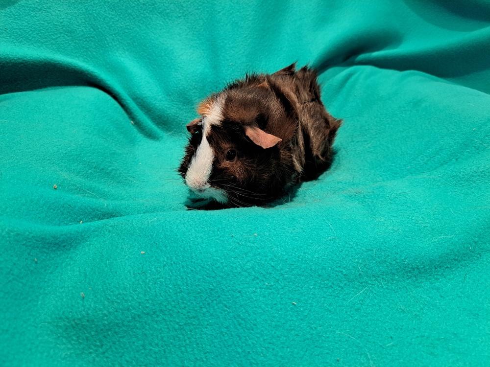 Ward and Wally, Adoptable, Young Male Guinea Pig & Guinea Pig.