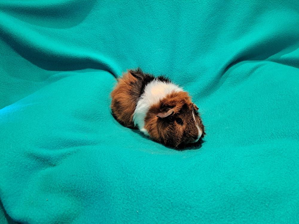 Ward and Wally, a Adoptable mixed breed in South Bend, IN image 2/5