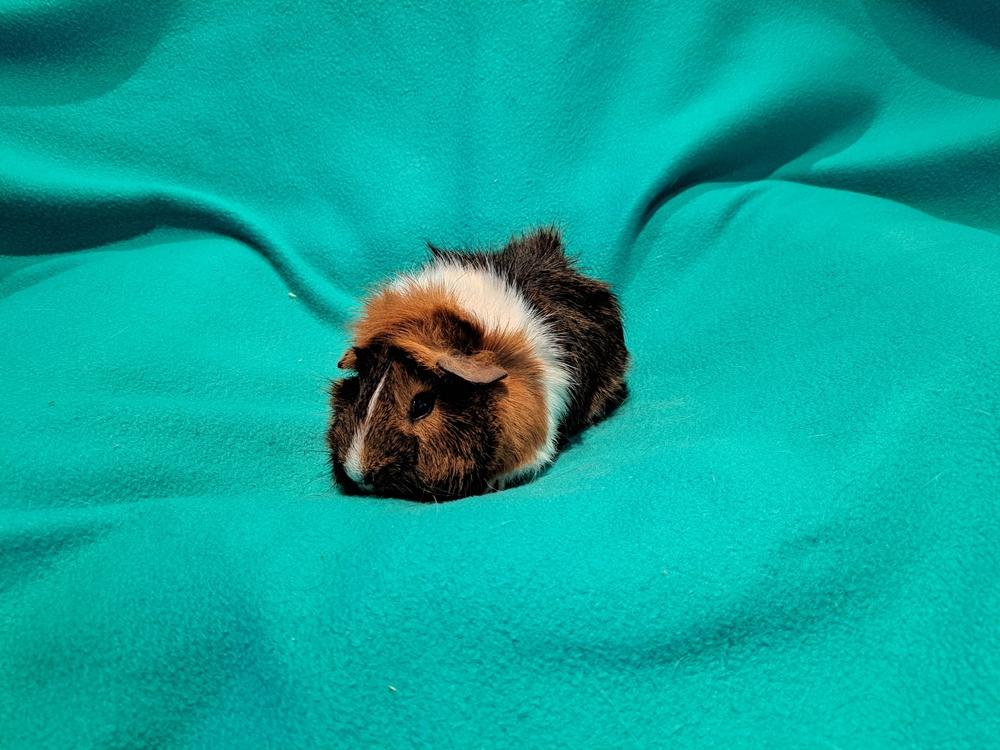 Ward and Wally, a Adoptable mixed breed in South Bend, IN image 3/5