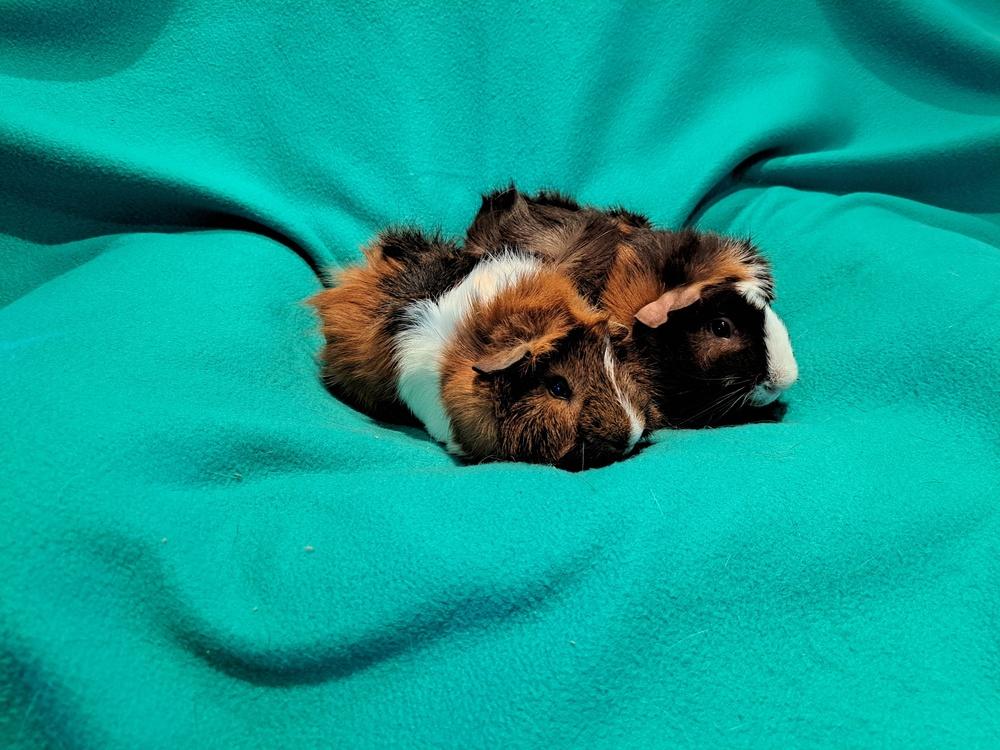 Ward and Wally, a Adoptable mixed breed in South Bend, IN image 4/5