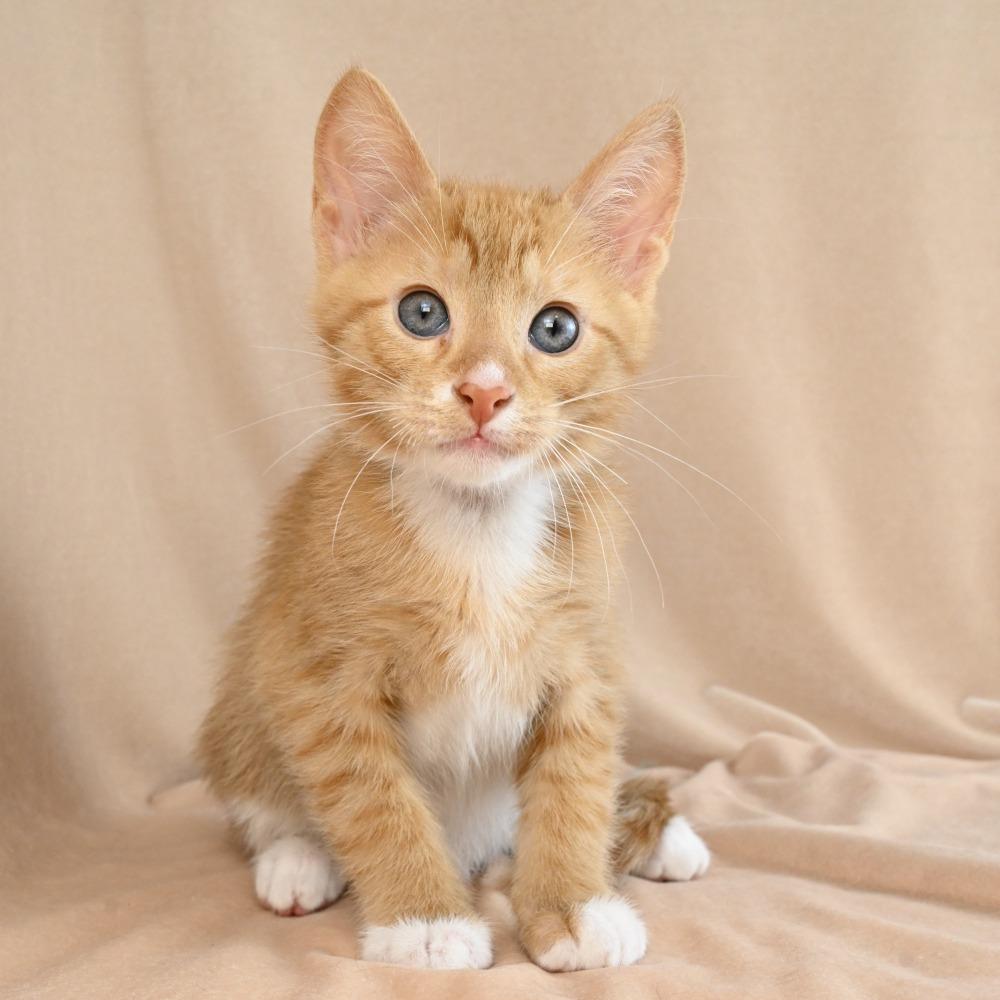 Liam, Adoptable, Kitten Male Domestic Short Hair.