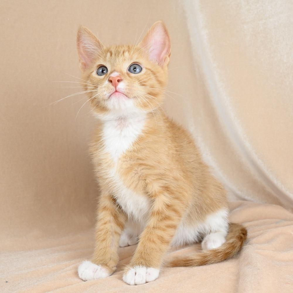 Liam, a Adoptable Domestic Short Hair in Mobile, AL image 2/6