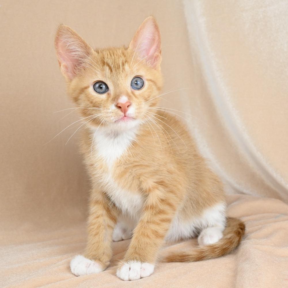 Liam, a Adoptable Domestic Short Hair in Mobile, AL image 3/6