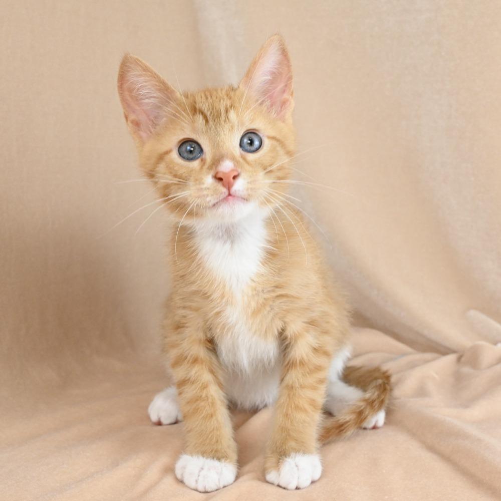 Liam, a Adoptable Domestic Short Hair in Mobile, AL image 4/6