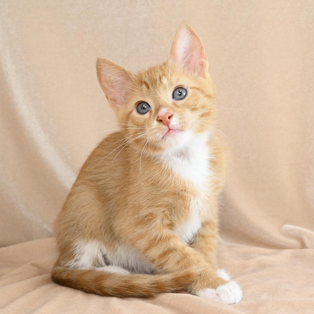 Liam, a Adoptable Domestic Short Hair in Mobile, AL image 5/6