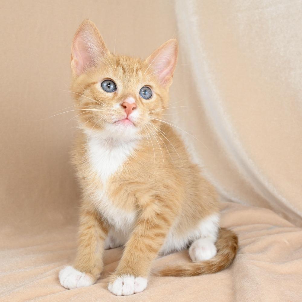 Liam, a Adoptable Domestic Short Hair in Mobile, AL image 6/6