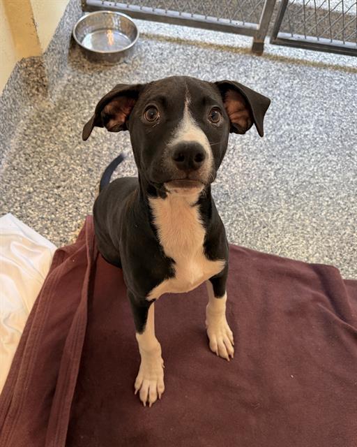 Enlarge OLIVER, a Adoptable mixed breed in Brewster, MA image 1/1