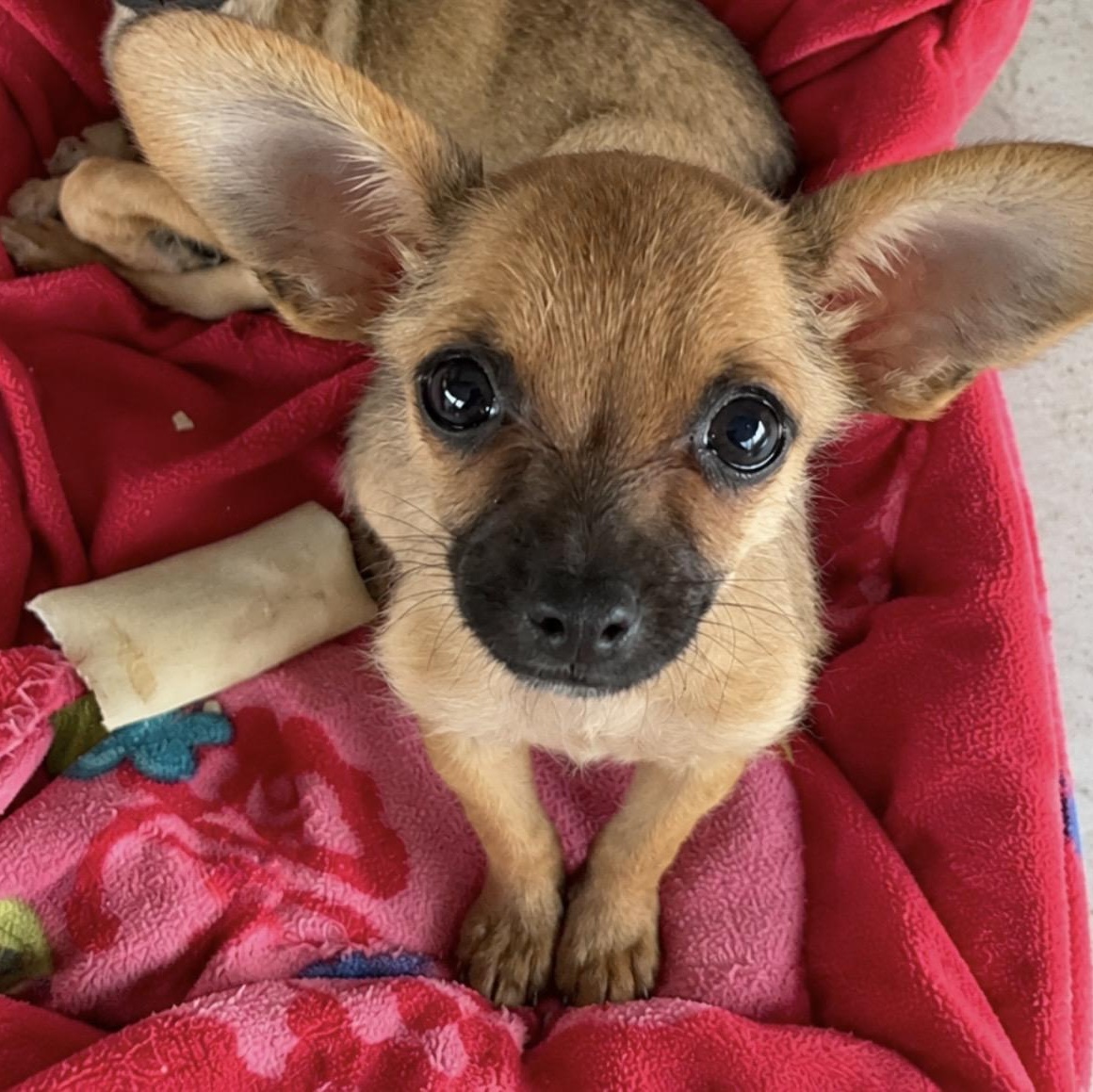 Chong, Adopted, Puppy Male Chihuahua & Mixed Breed.