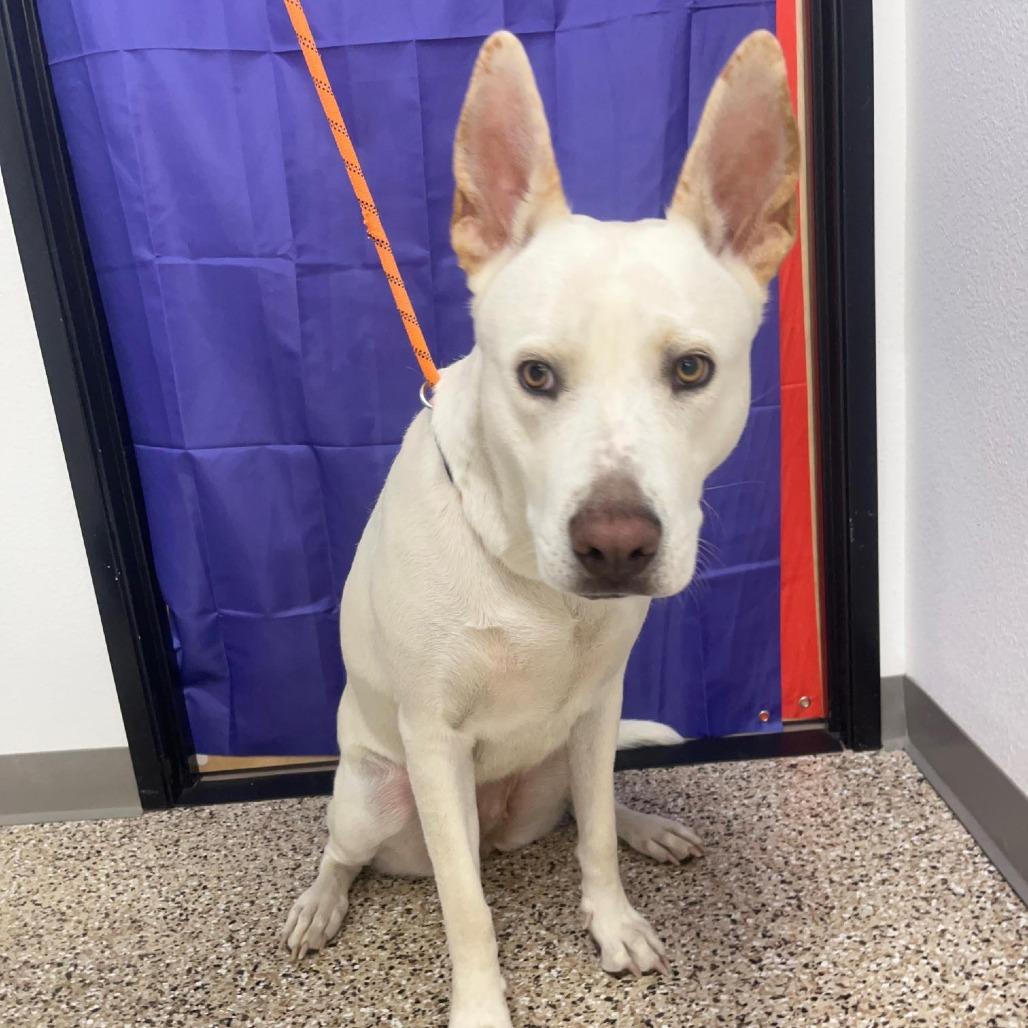 Enlarge Charlie, a Adoptable mixed breed in Bullhead City, AZ image 1/1