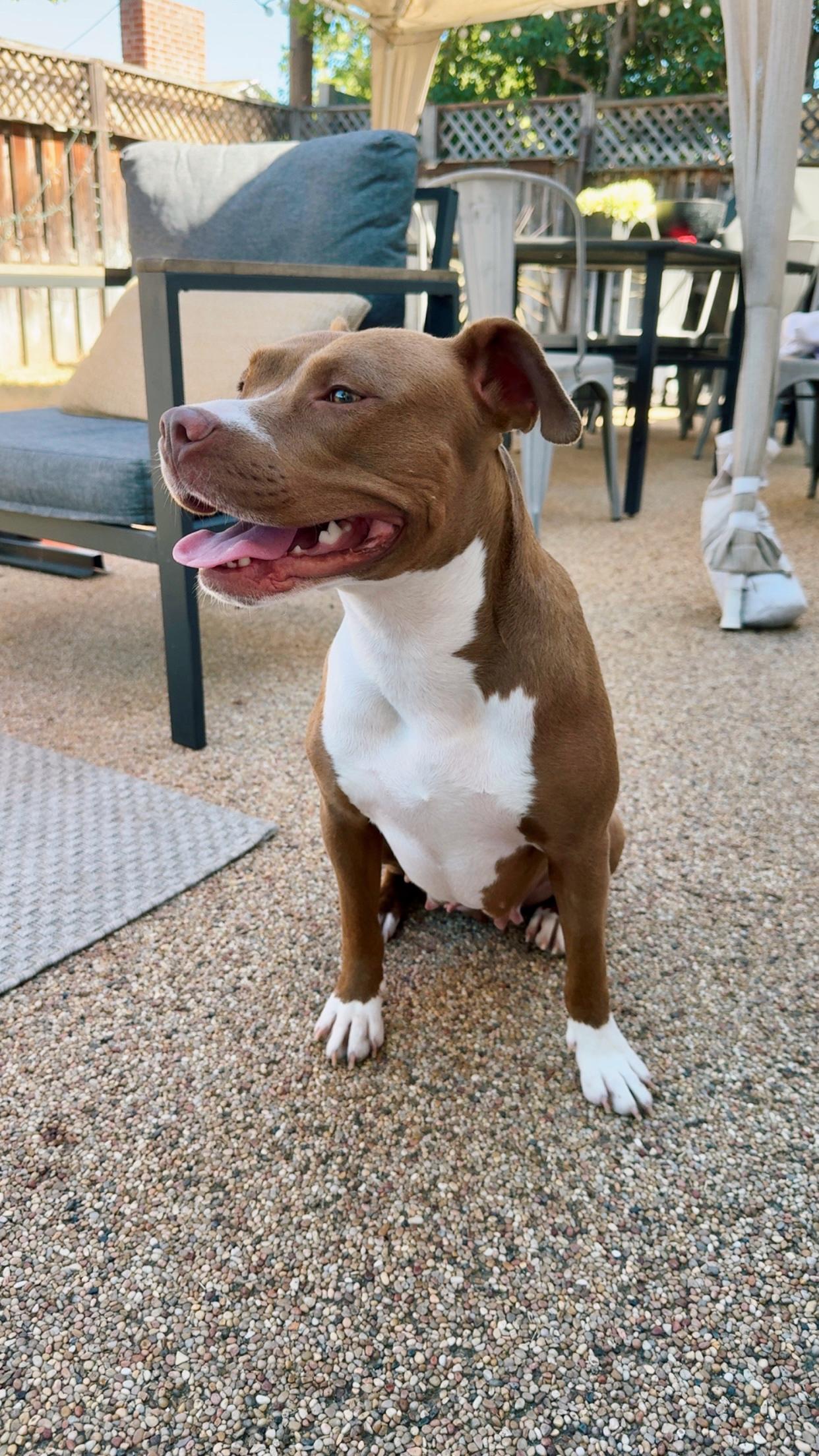Enlarge Star, a Adoptable Pit Bull Terrier in Encino, CA image 1/6