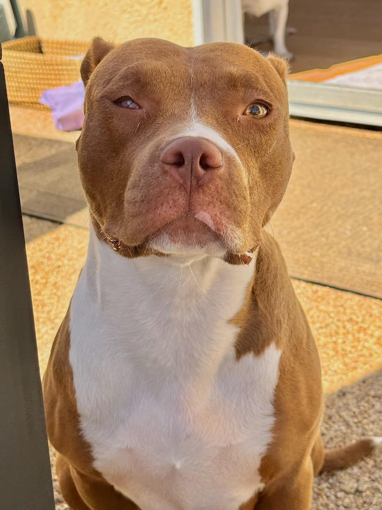 Enlarge Star, a Adoptable Pit Bull Terrier in Encino, CA image 4/6
