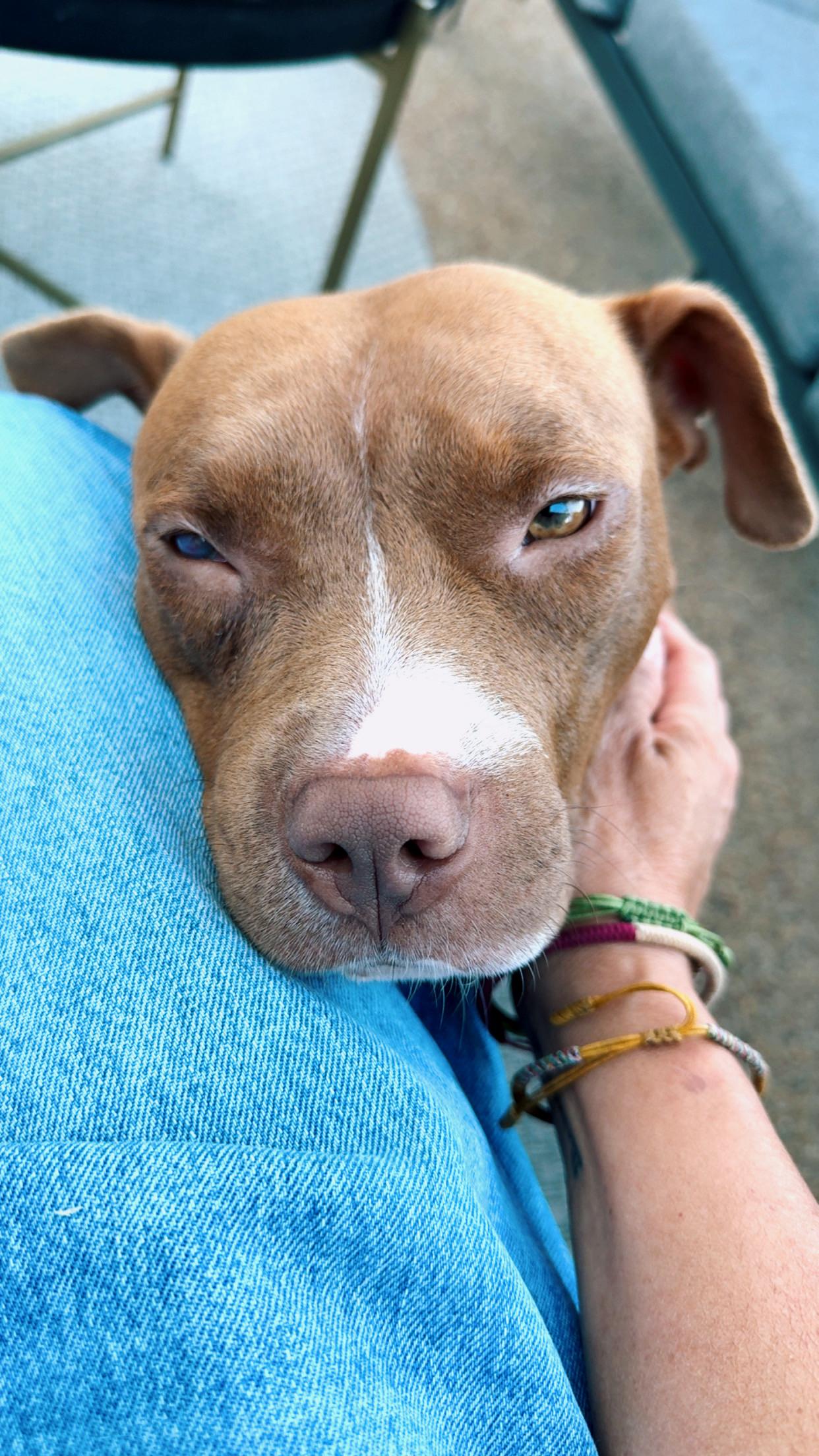 Enlarge Star, a Adoptable Pit Bull Terrier in Encino, CA image 3/6