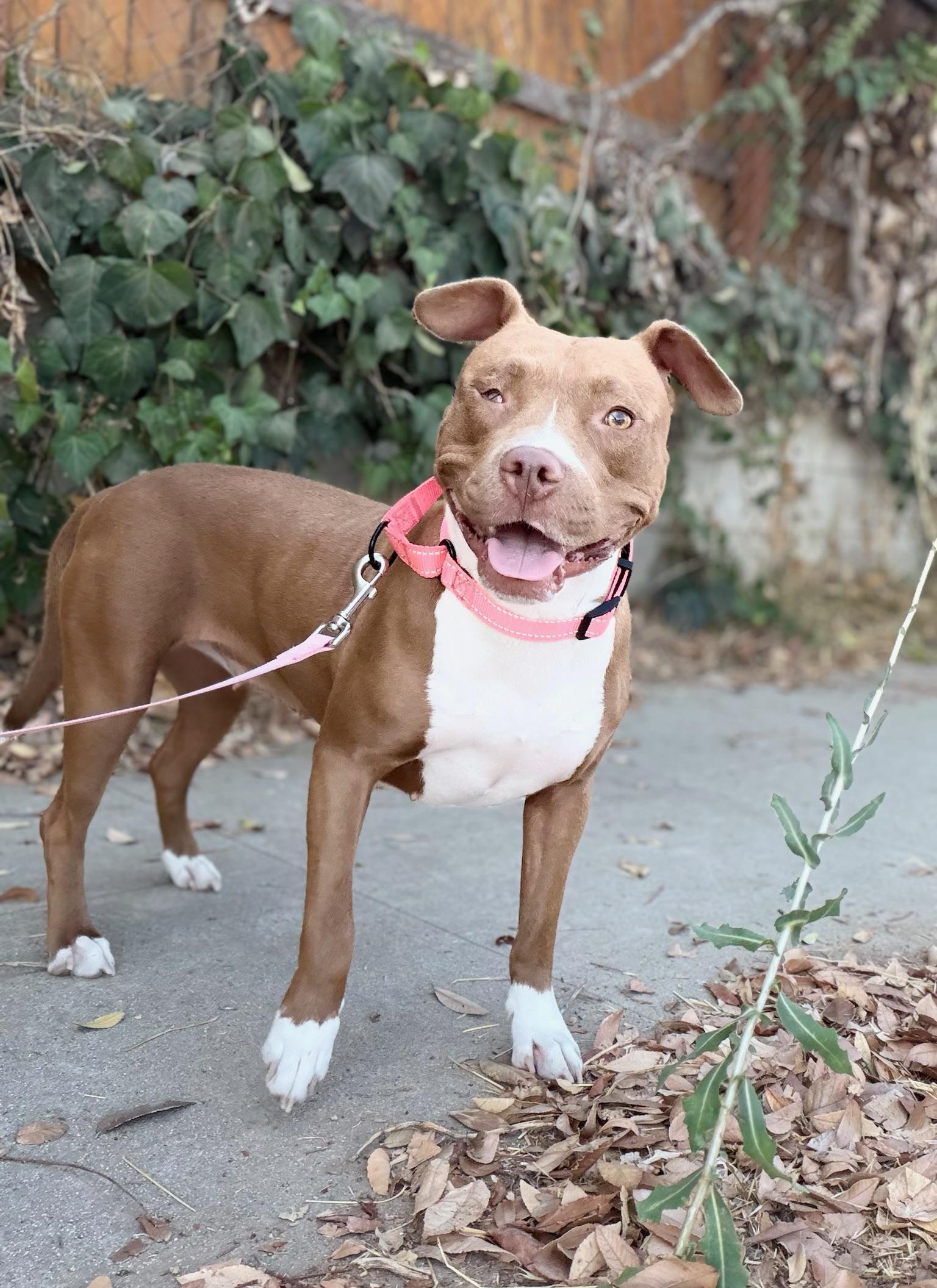 Enlarge Star, a Adoptable Pit Bull Terrier in Encino, CA image 6/6