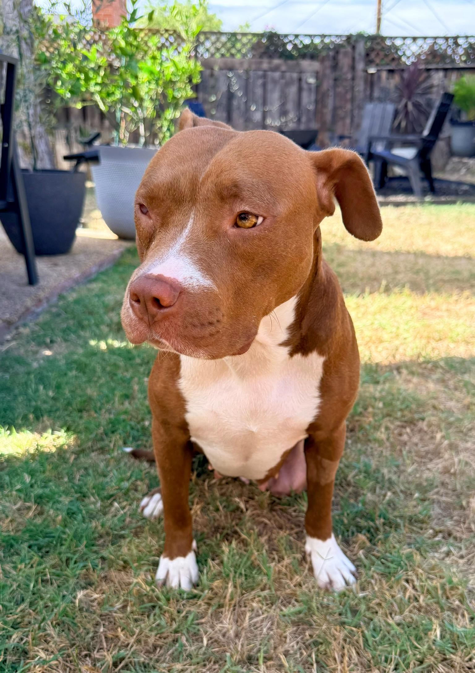 Enlarge Star, a Adoptable Pit Bull Terrier in Encino, CA image 2/6