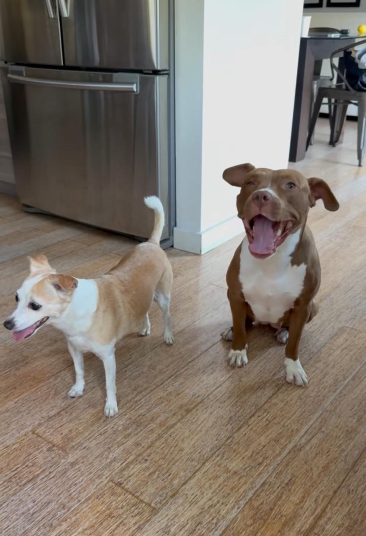 Enlarge Star, a Adoptable Pit Bull Terrier in Encino, CA image 5/6