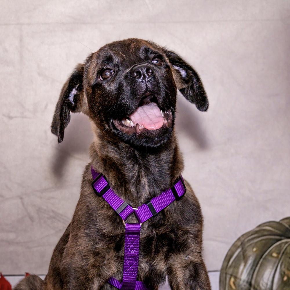 Claire, Adoptable, Puppy Female Boxer.