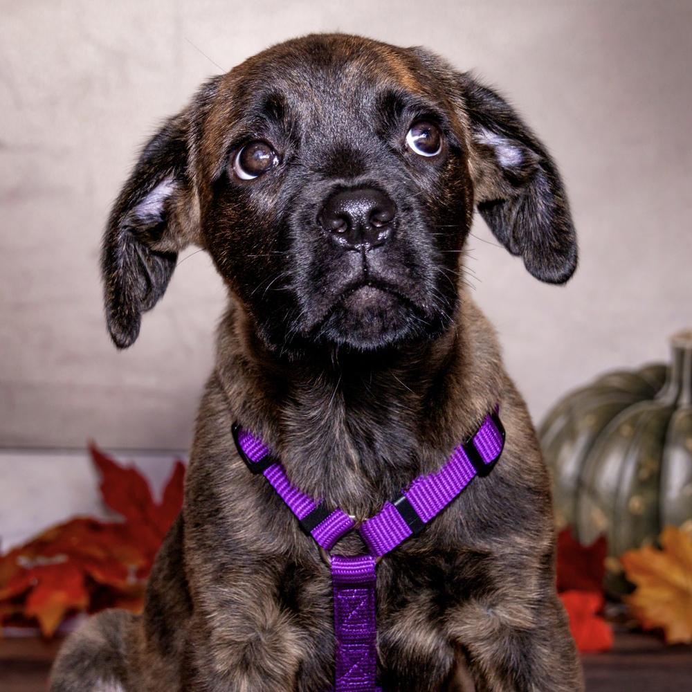 Enlarge Claire, a Adoptable mixed breed in Orlando, FL image 2/6
