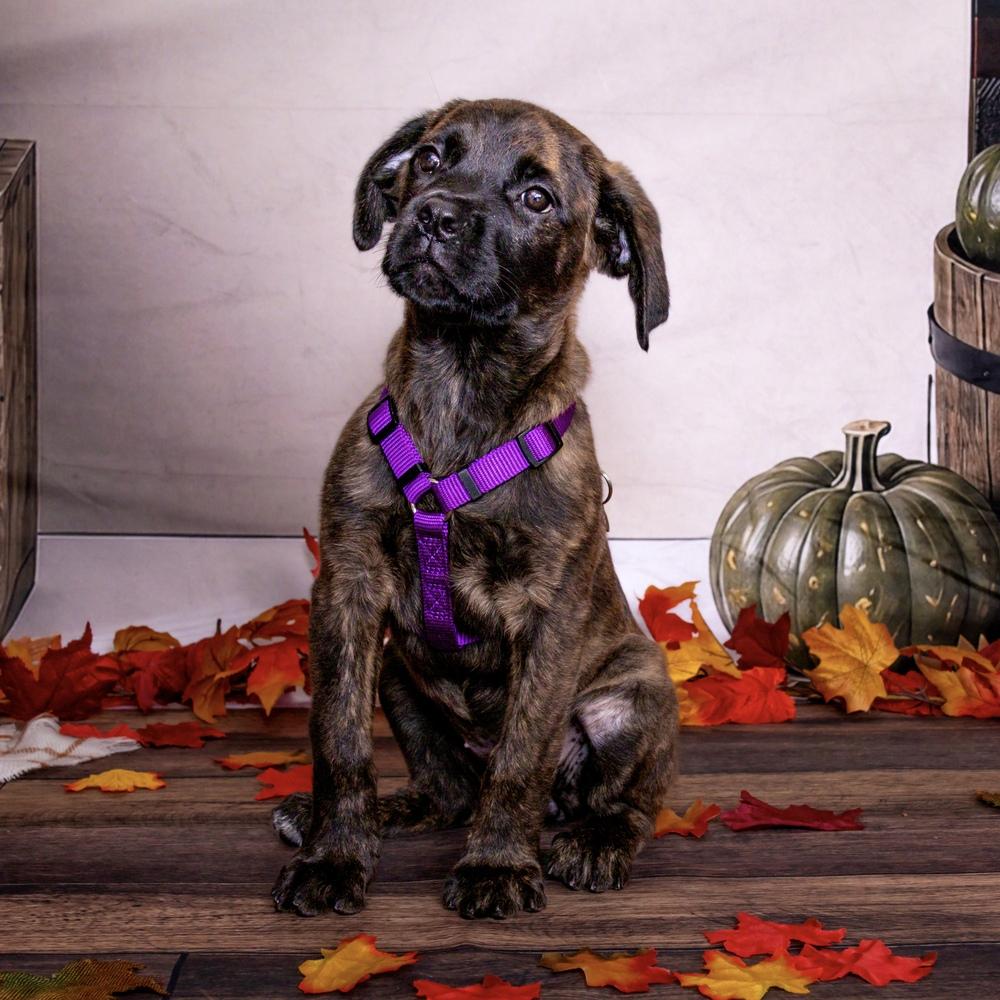 Enlarge Claire, a Adoptable mixed breed in Orlando, FL image 3/6