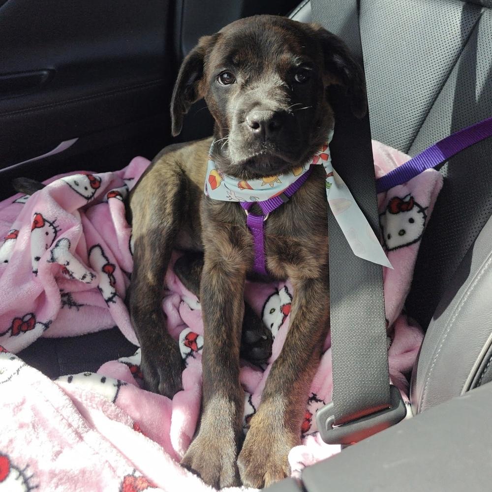Enlarge Claire, a Adoptable mixed breed in Orlando, FL image 4/6