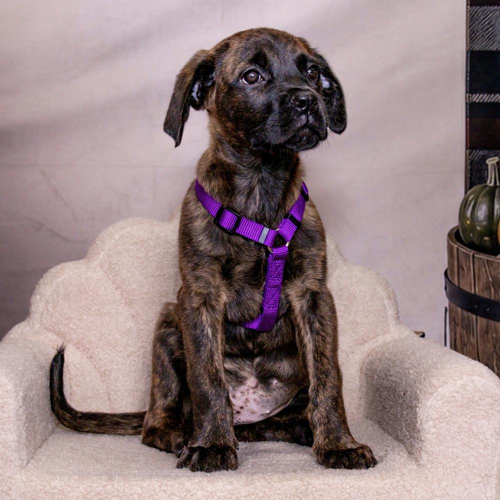 Enlarge Claire, a Adoptable mixed breed in Orlando, FL image 5/6