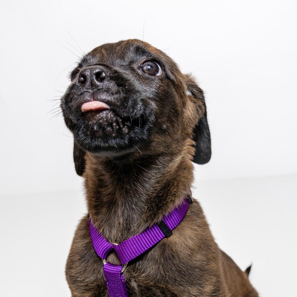 Enlarge Claire, a Adoptable mixed breed in Orlando, FL image 6/6