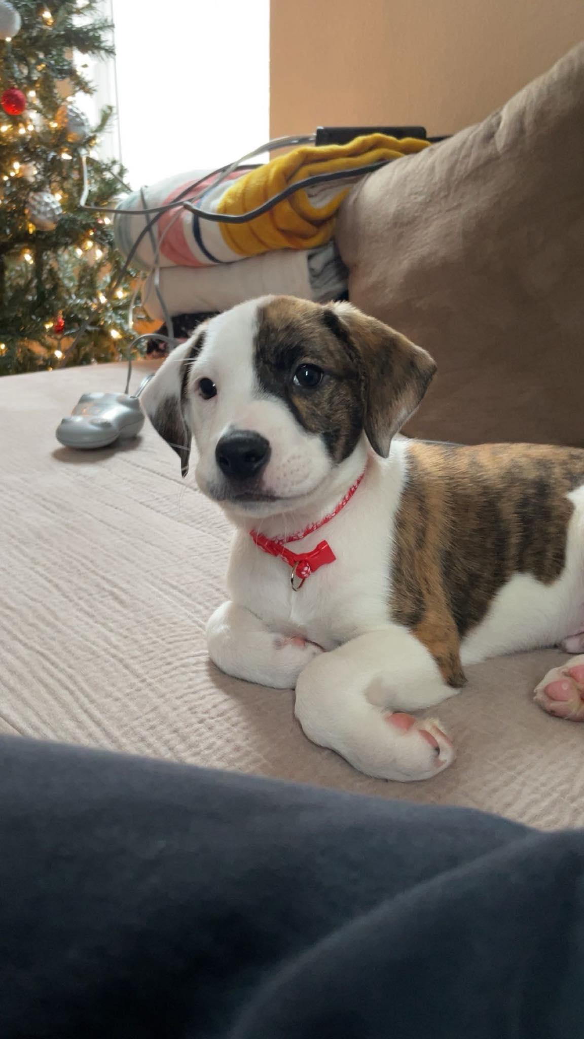 Rusty, Adoptable, Puppy Male Hound & American Staffordshire Terrier.