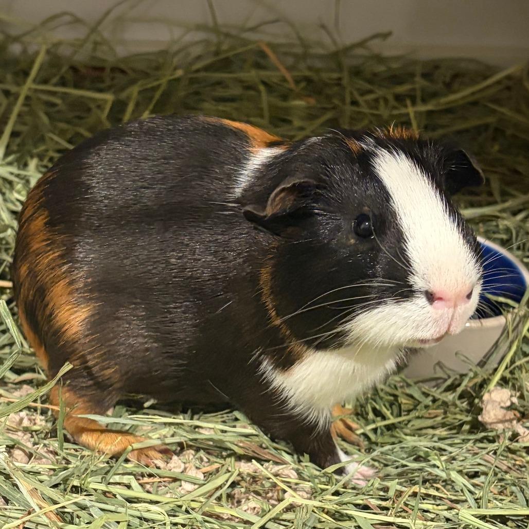 Capo, Adoptable, Young Male Guinea Pig.