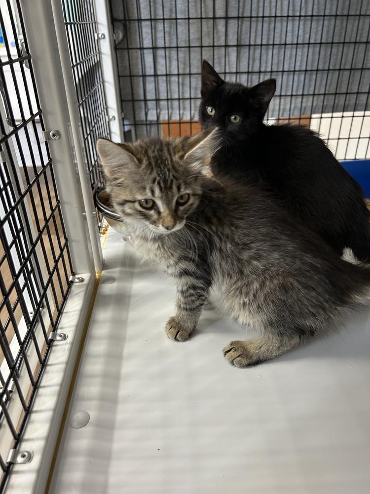 Smokey, Adoptable, Kitten Female Domestic Long Hair.