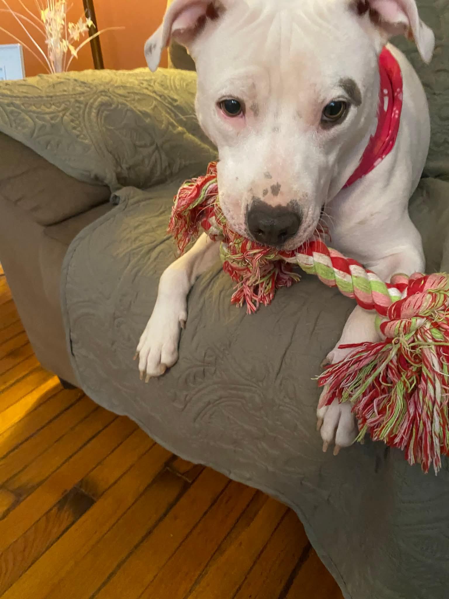 Sugar, a ADOPTABLE mixed breed in grant, AL image 3/3