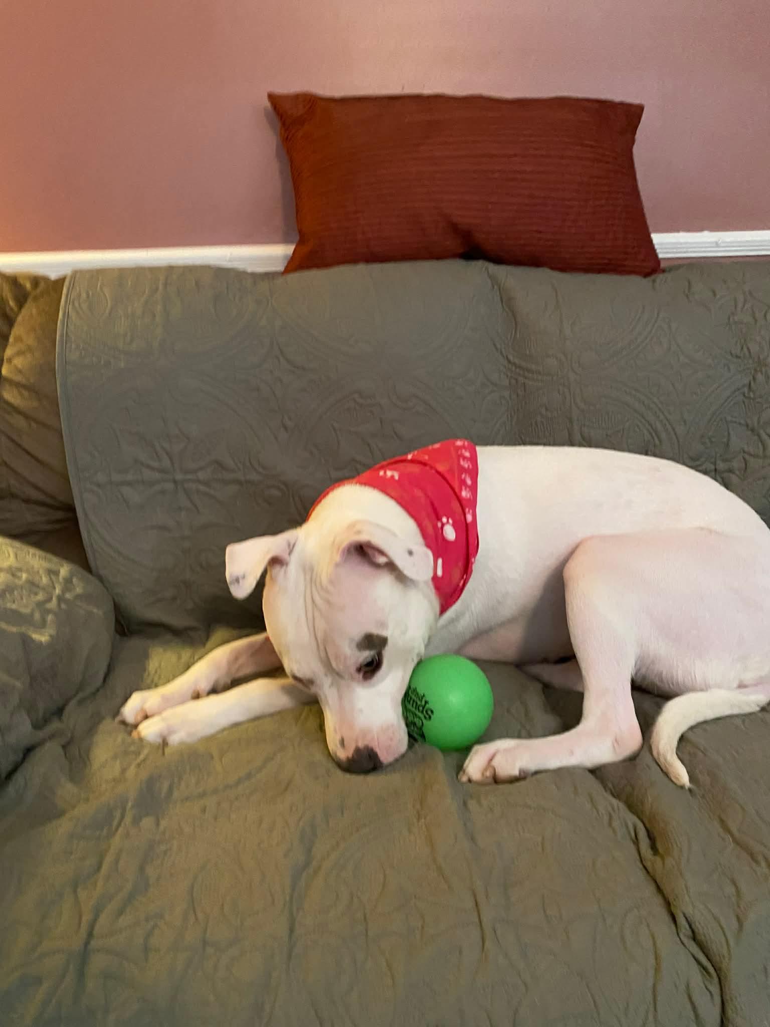 Sugar, ADOPTABLE, Young Female Boxer.