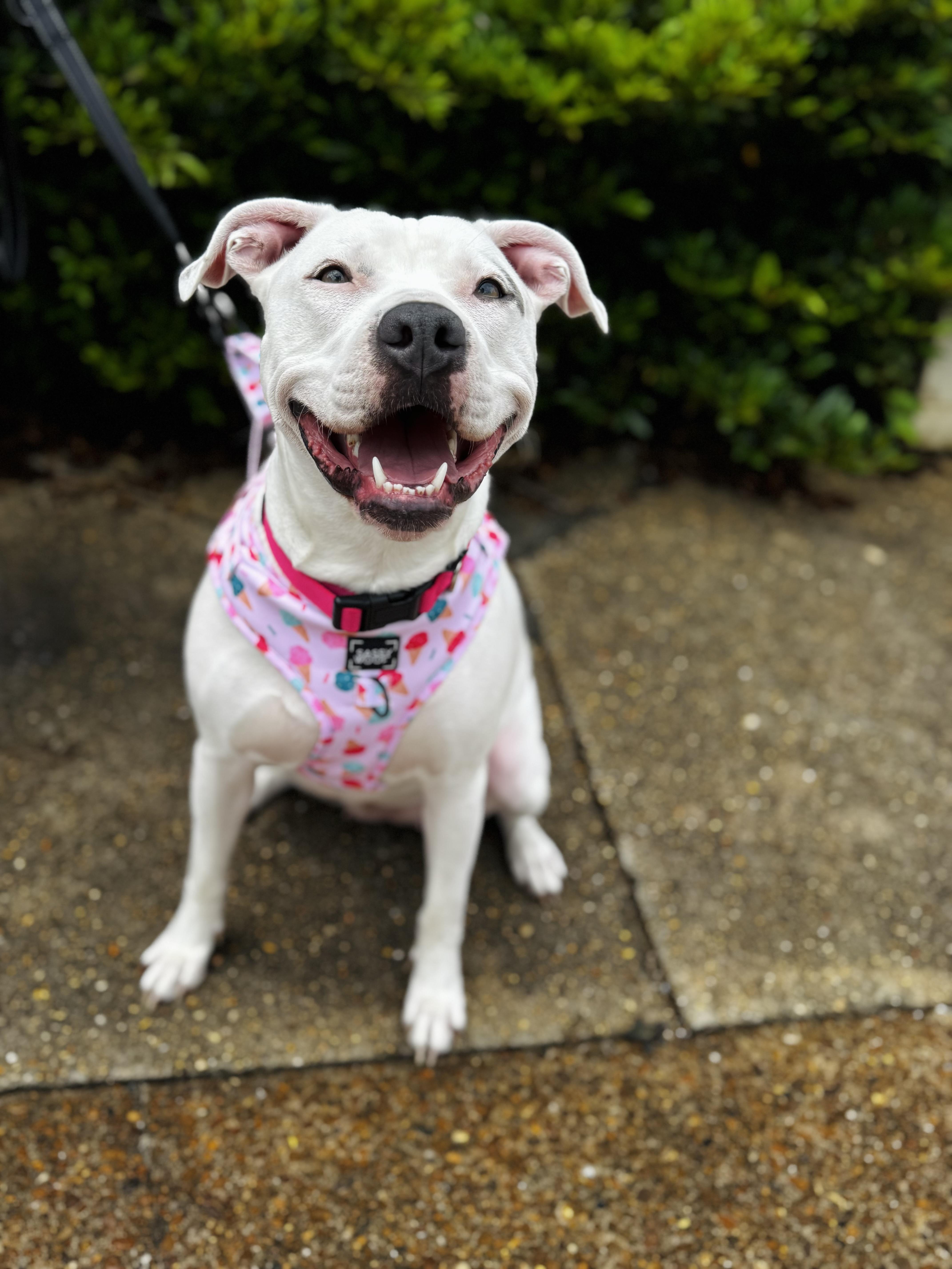 Enlarge Sugar, a ADOPTABLE mixed breed in grant, AL image 1/3