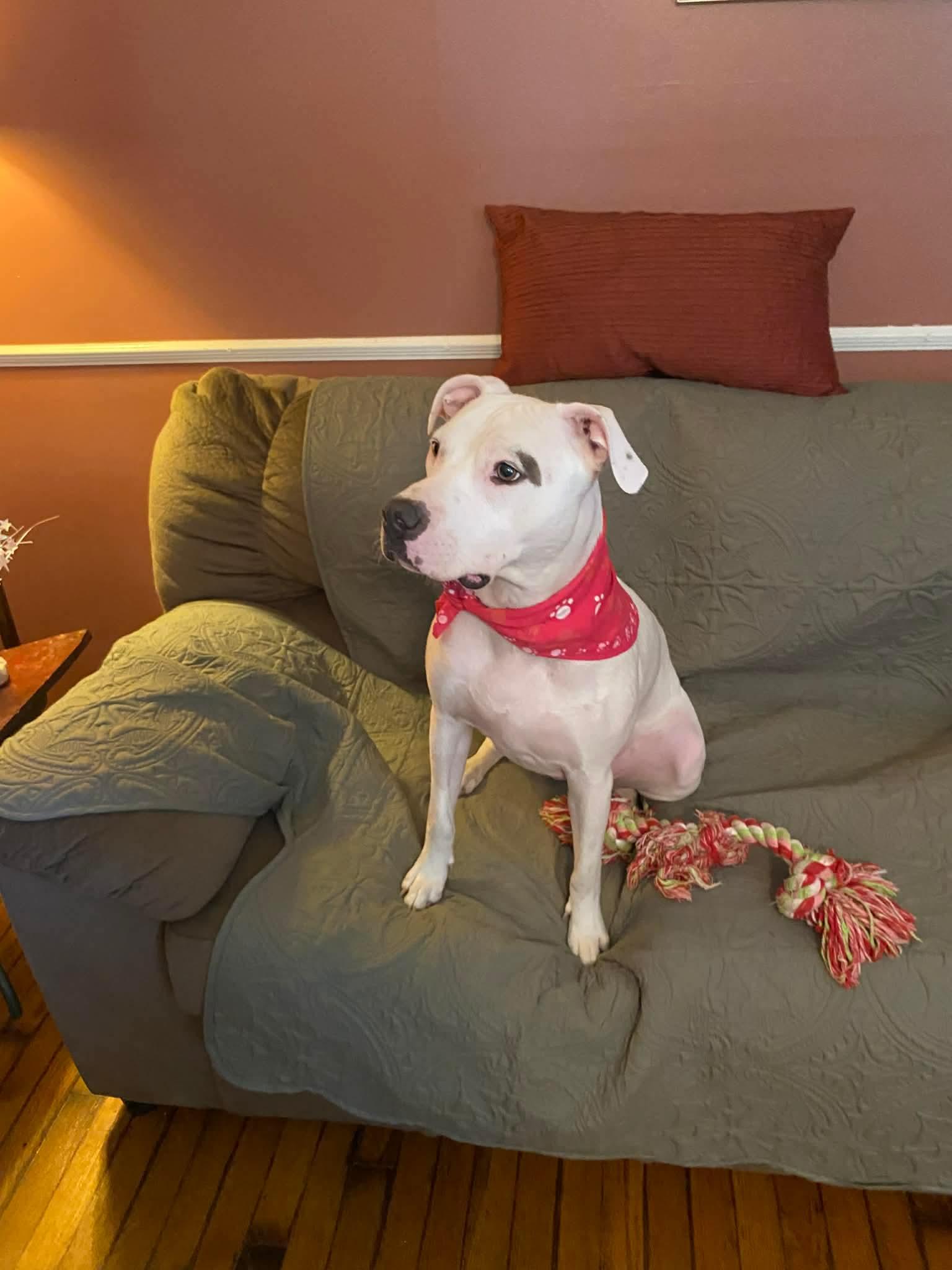 Sugar, a ADOPTABLE mixed breed in grant, AL image 2/3