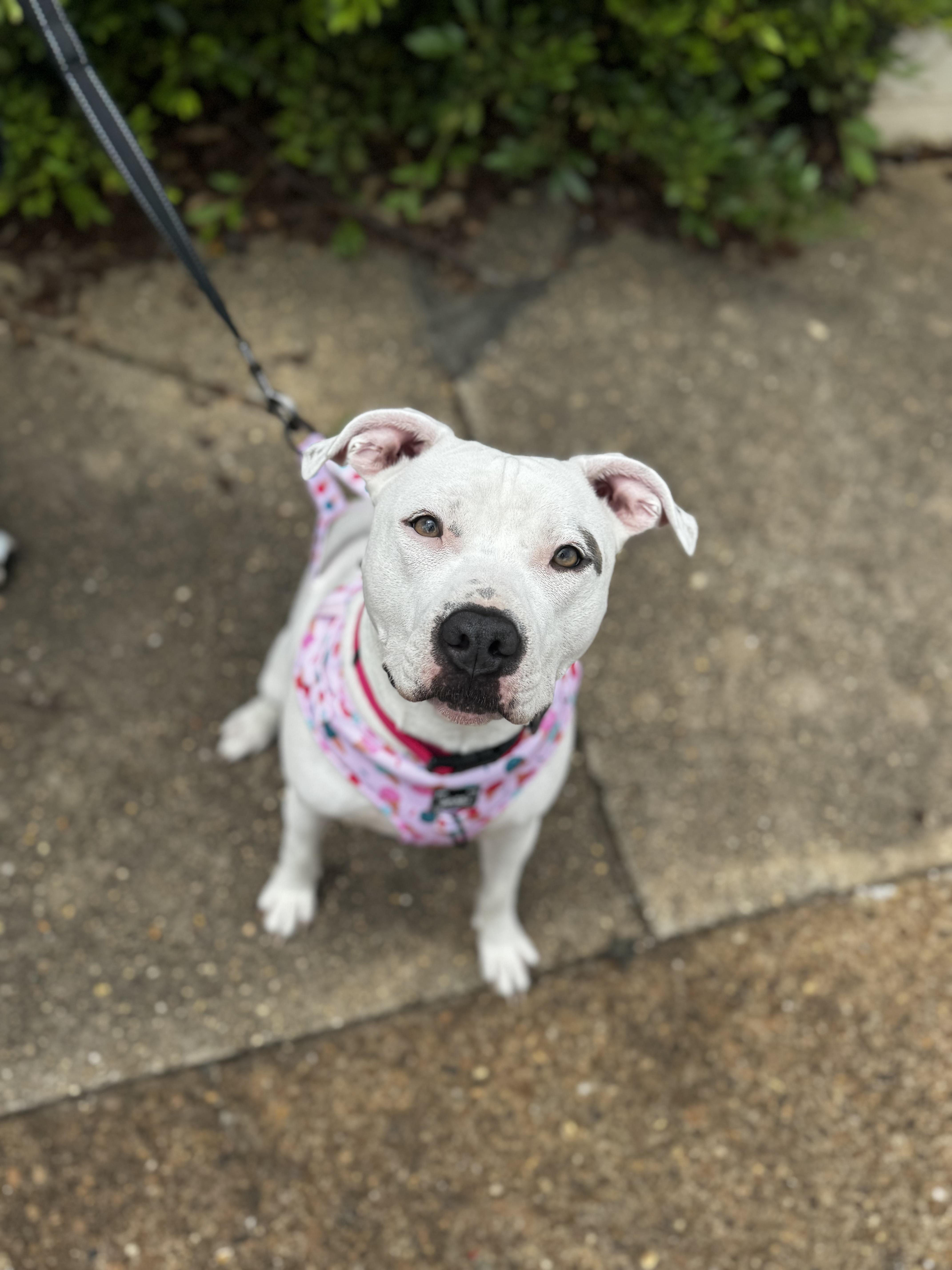 Enlarge Sugar, a ADOPTABLE mixed breed in grant, AL image 2/3
