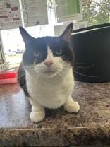Checkers, ADOPTABLE, Senior Male Domestic Short Hair.