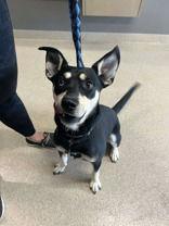 Draco, Adoptable, Adult Male Shepherd.