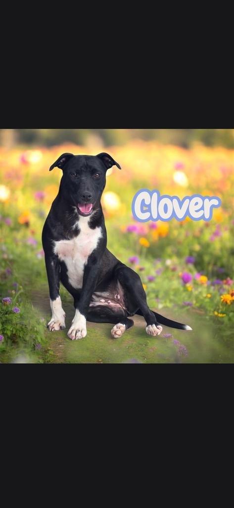 Enlarge Clover, a Adoptable Pit Bull Terrier in Camden, TN image 1/2