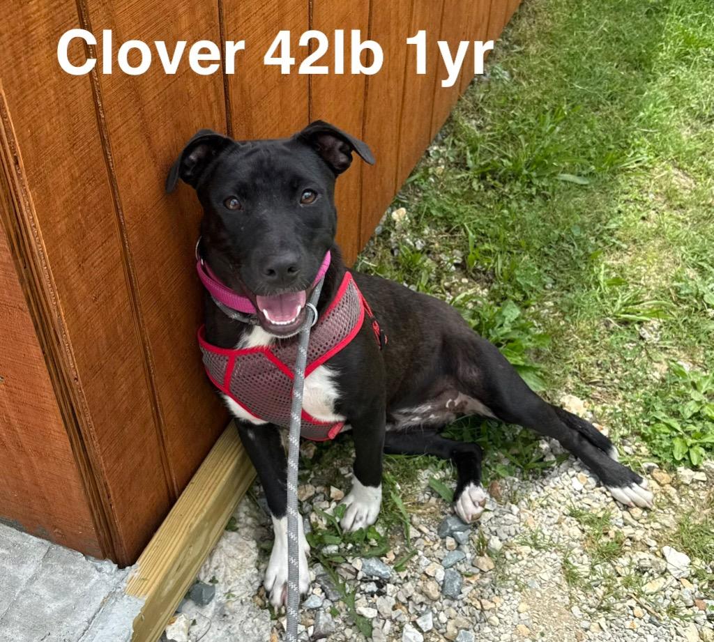 Enlarge Clover, a Adoptable Pit Bull Terrier in Camden, TN image 2/2