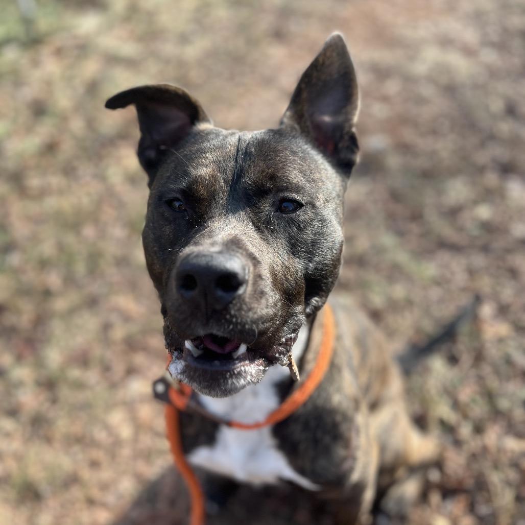 Chief, Adoptable, Adult Male Pit Bull Terrier.