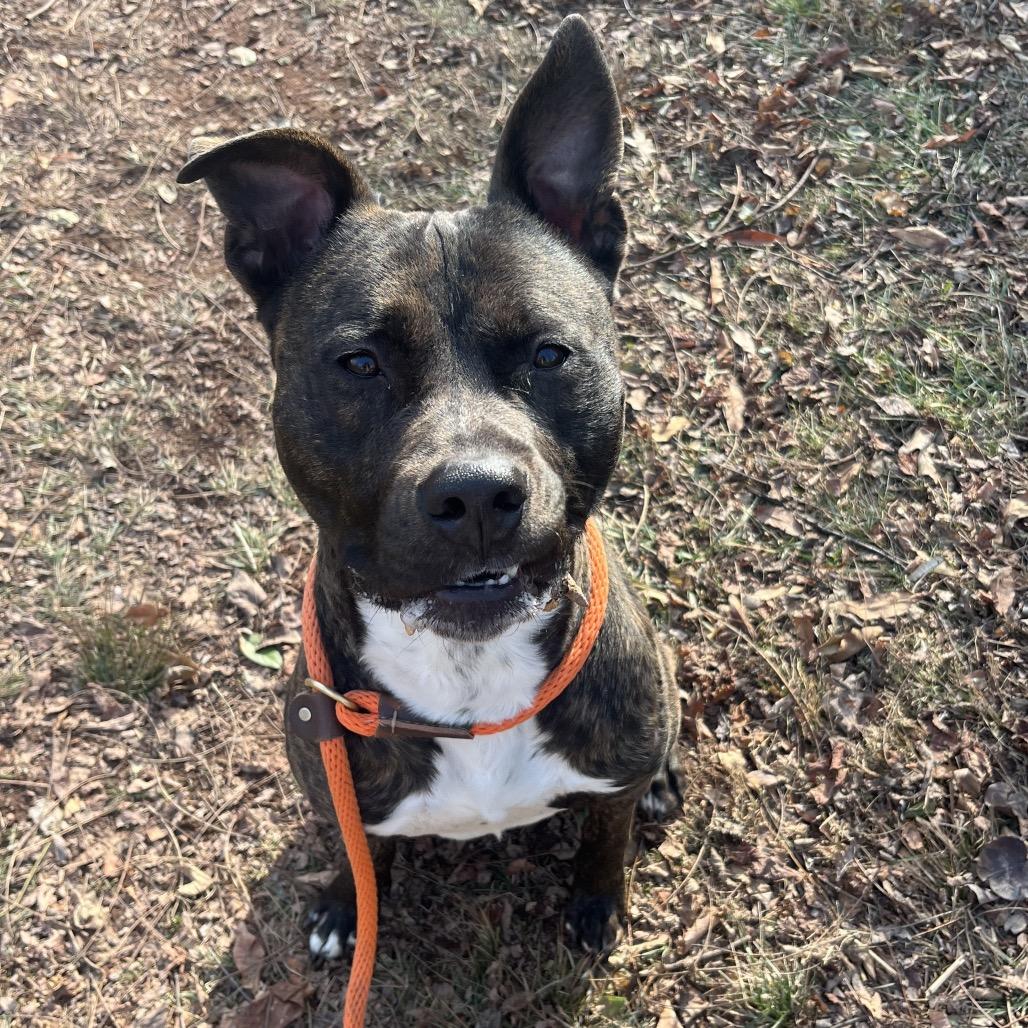 Enlarge Chief, a Adoptable Pit Bull Terrier in York, PA image 2/6