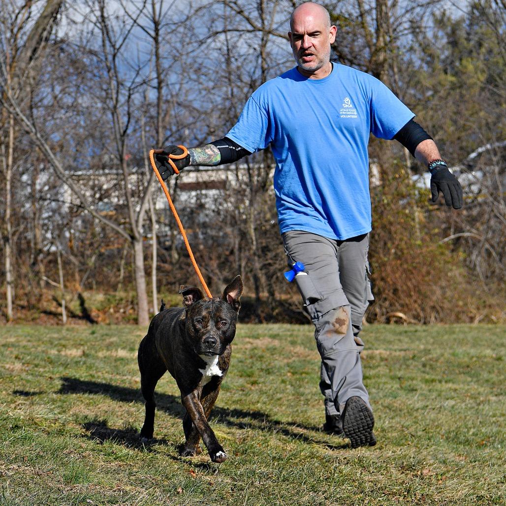 Enlarge Chief, a Adoptable Pit Bull Terrier in York, PA image 3/6