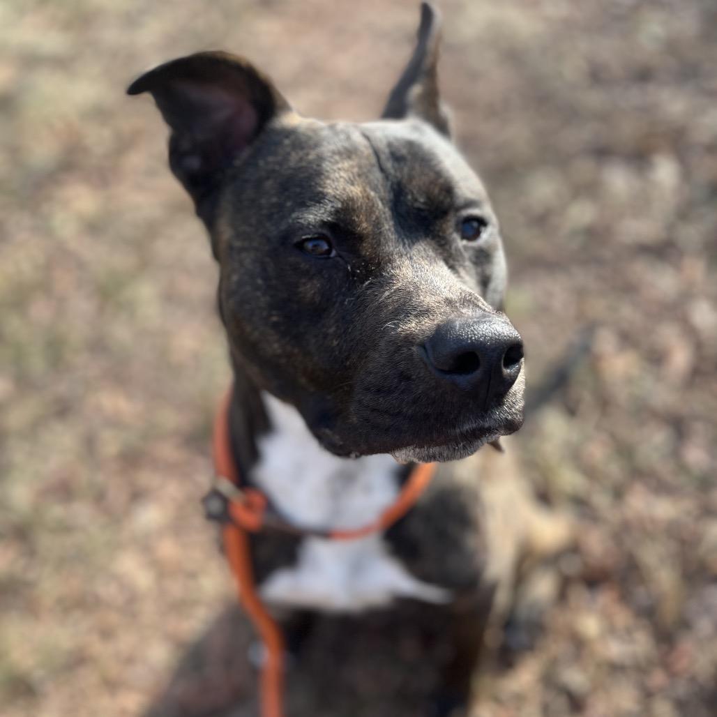 Enlarge Chief, a Adoptable Pit Bull Terrier in York, PA image 5/6